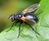 Zophomyia temula